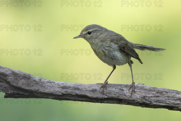 Common Chiffchaff (Phylloscopus collybita) perched on a branch, Lower Saxony, Germany