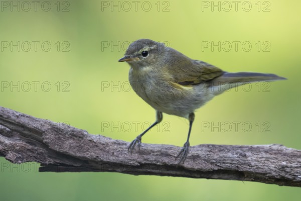 Common Chiffchaff (Phylloscopus collybita) perched on a branch, Lower Saxony, Germany