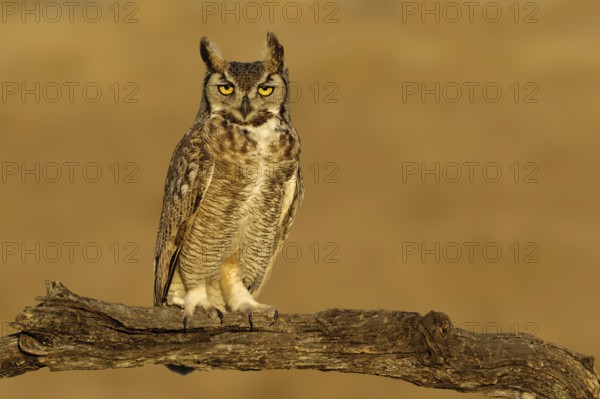Great Horned Owl (Bubo virginianus), Texas, USA