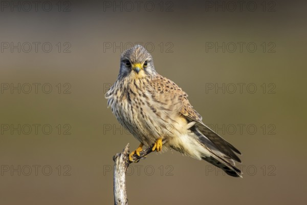 Common Kestrel (Falco tinnunculus) male perched on a branch, North Rhine-Westphalia, Germany