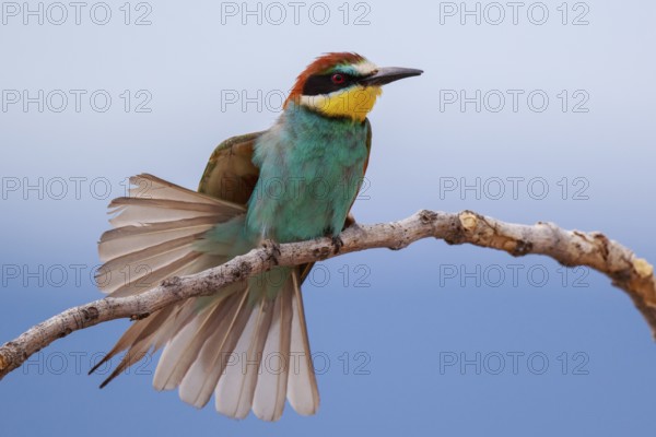 European Bee-eater (Merops apiaster), Lesvos, Greece