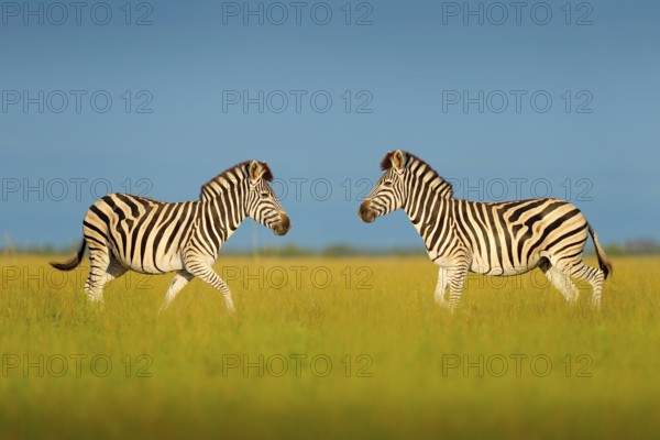 Zebra with blue storm sky. Burchell's zebra, Equus quagga burchellii, Nxai Pan National Park, Botswana, Africa. Wild animal on the green meadow. Wildlife nature