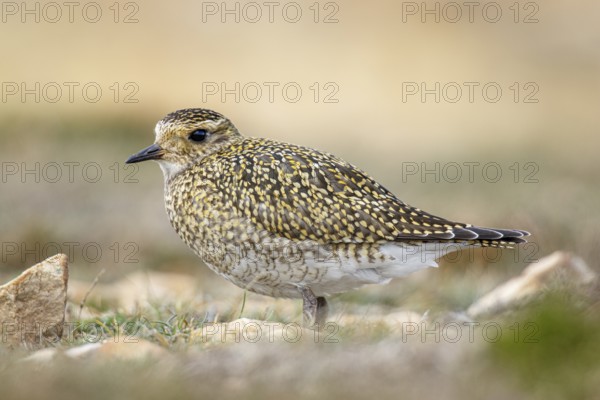 European golden plover (Pluvialis apricaria), resting during his migration travel to the south, Asturias, Spain