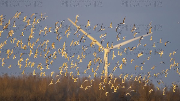 Black-headed Gull (Chroicocephalus ridibundus) large group in flight near a wind turbine, Netherlands