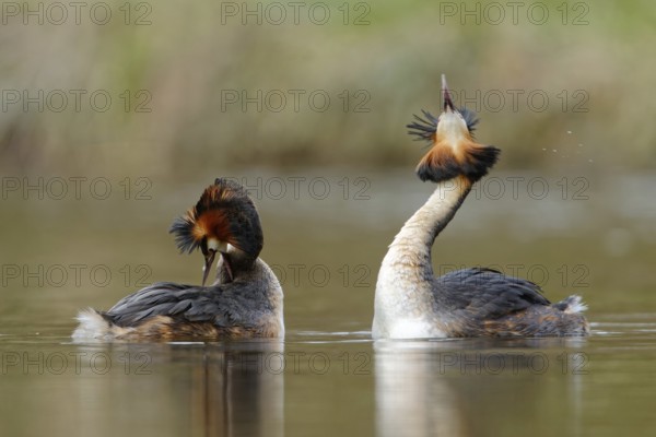 Great Crested Grebe (Podiceps cristatus) pair displaying, North Rhine-Westphalia, Germany