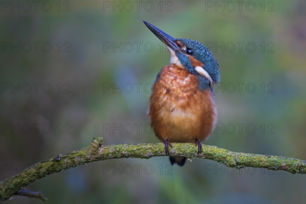 Common Kingfisher (Alcedo atthis) male perched on a twig, Saxony-Anhalt, Germany