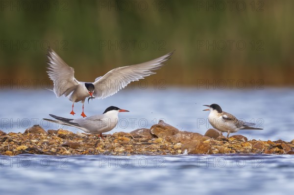 Common Tern (Sterna hirundo), Saxony-Anhalt, Germany