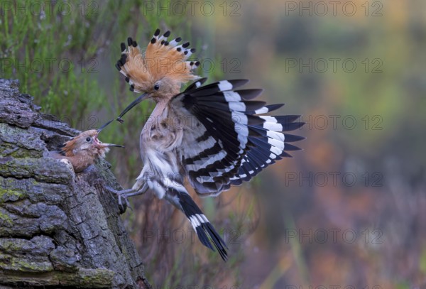 Eurasian Hoopoe (Upupa epops) feeding chick in breeding cavity, Saxony-Anhalt, Germany