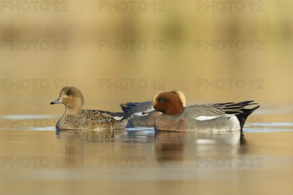 Eurasian Wigeon males swimming arround female in golden hour from low point of view in the Reeuwijkse plassen Netherlands