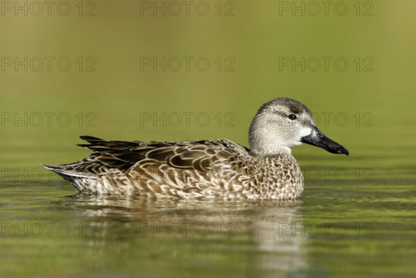 Blue-winged Teal (Spatula discors) female, Arizona, USA