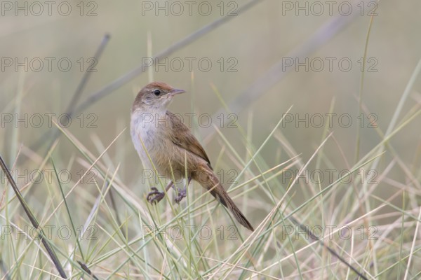 Spinifexbird (Megalurus carteri) perched on a stalk, Queensland, Australia