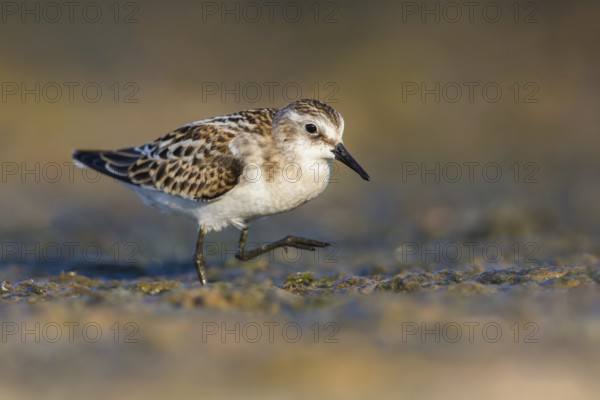 Little Stint (Calidris minuta) foraging, Poland