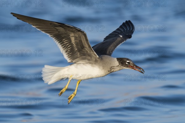 White-eyed Gull (Ichthyaetus leucophthalmus) flying, Eilat, Israel