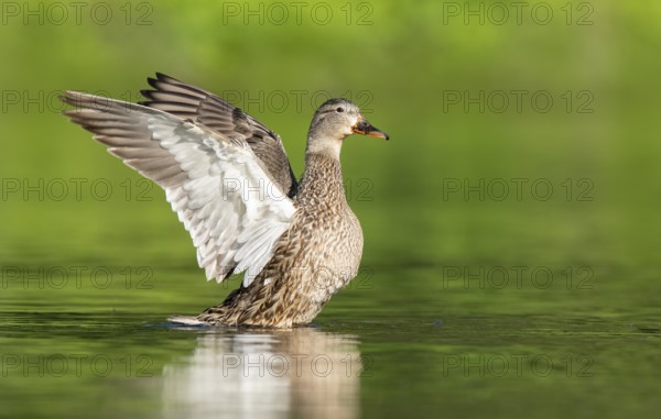 Mallard (Anas platyrhynchos) female flapping, British Columbia, Canada