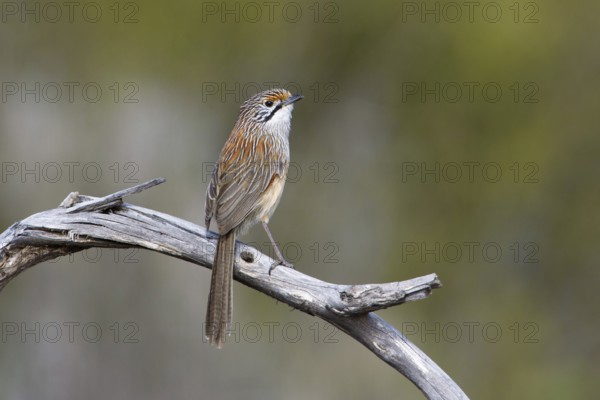 Striated Grasswren (Amytornis striatus striatus) perched on a branch, Victoria, Australia