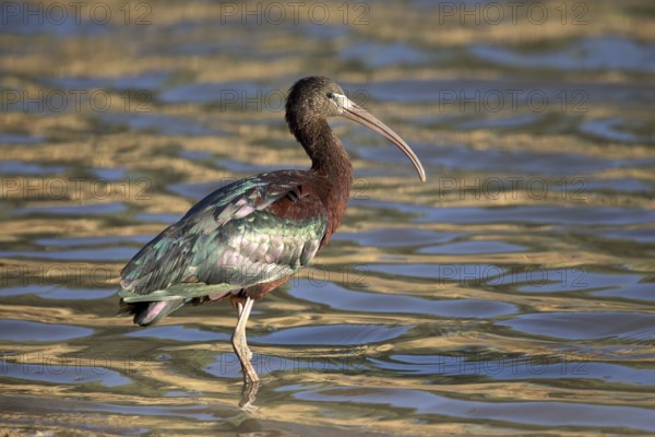 Glossy Ibis (Plegadis falcinellus) foraging, Queensland, Australia