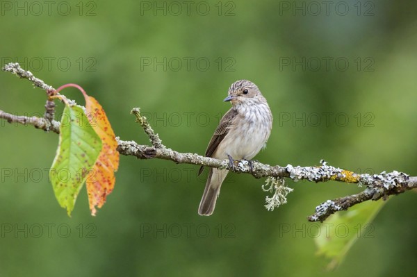 Spotted Flycatcher (Muscicapa striata) perched on a branch, Baden-Wuerttemberg, Germany