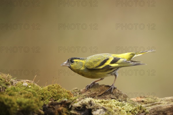 Eurasian Siskin (Spinus spinus) male, Lower Saxony, Germany