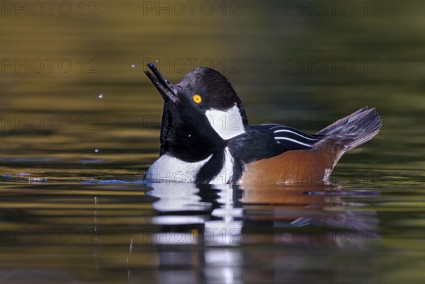 Hooded Merganser (Lophodytes cucullatus) male, British Columbia, Canada