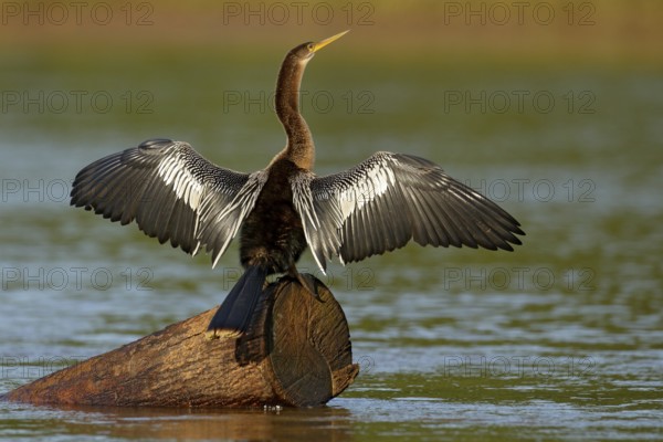 Anhinga, water bird in the river nature habitat. Water bird from Costa Rica. Heron in the water. Bird with log neck and bill. Anhinga sitting on the branch above water, open wing, river in Costa Rica