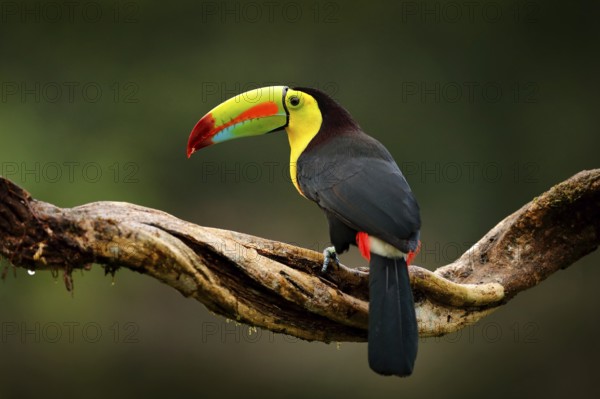 Keel-billed Toucan, Ramphastos sulfuratus, bird with big bill. Toucan sitting on branch in the forest, Guatemala. Nature travel in central America. Beautiful bird in nature habitat, green moss branch