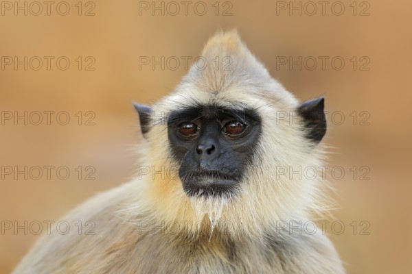 Common Langur, Semnopithecus entellus, monkey sitting in grass, nature habitat, Sri Lanka. Feeding scene with langur. Wildlife of Sri Lanka. Monkey in nature habitat, clear background and foreground
