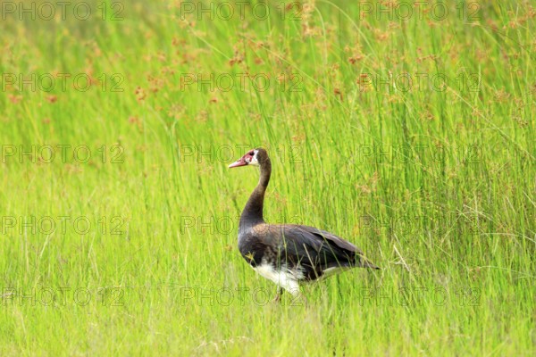 Spur-winged goose, Plectropterus gambensis, big black African bird with red bill sitting in green water grass. Wildlife scene from nature. Animal in the habitat, Okavango delta, Moremi, Botswana