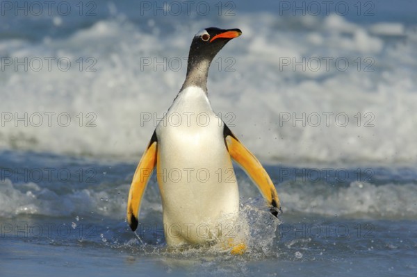 Bird in the water. Gentoo penguin jumps out of the blue water while swimming through the ocean in Falkland Island, bird in the nature sea habitat. Wildlife scene in the nature