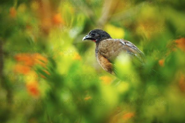 Rufous-vented Chachalaca, Ortalis ruficauda, exotic tropical bird in the forest nature habitat, green and orange flower, Trinidad and Tobago. Wildlife scene from nature. Bird hidden in vegetation