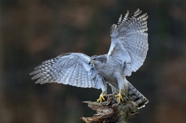 Goshawk flying, bird of prey with open wings with evening sun back light, nature forest habitat, Czech. Wildlife scene from autumn nature. Bird fly landing pn tree trunk in orange vegetation