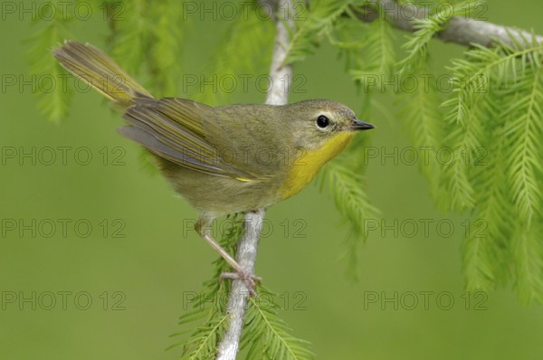 Common Yellowthroat (Geothlypis trichas), Texas, USA