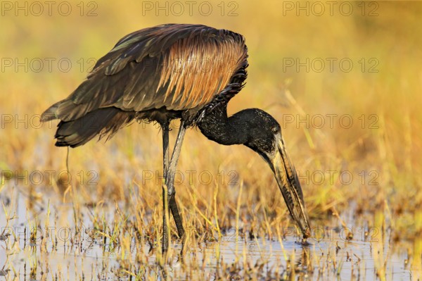African openbill, Anastomus lamelligerus, portrait of stork from Botswana, Africa. Head with nice bill. Black bird with open. Wildlife scene from nature. Bird feeding in water grass, nature habitat