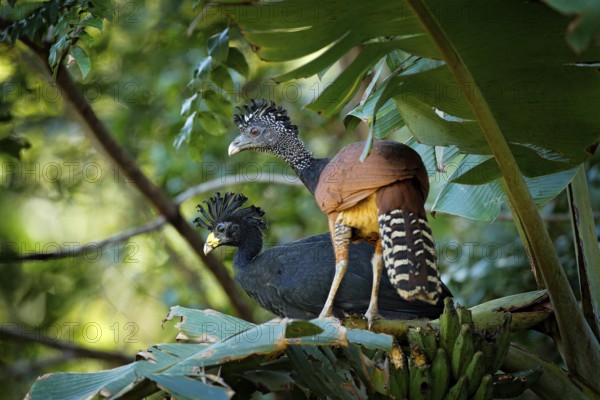 Pair of Great curassow, Crax rubra, in the nature forest habitat, birds sitting on the palm leave in green vegetation. Curassow from Costa Rica. Two animals in the tropic jungle habitat, America