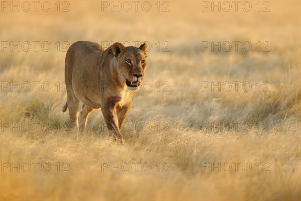 Big angry female lion in Etosha NP, Namibia. African lion walking in the grass, with beautiful evening light. Wildlife scene from nature. Animal in the habitat. Safari in Africa