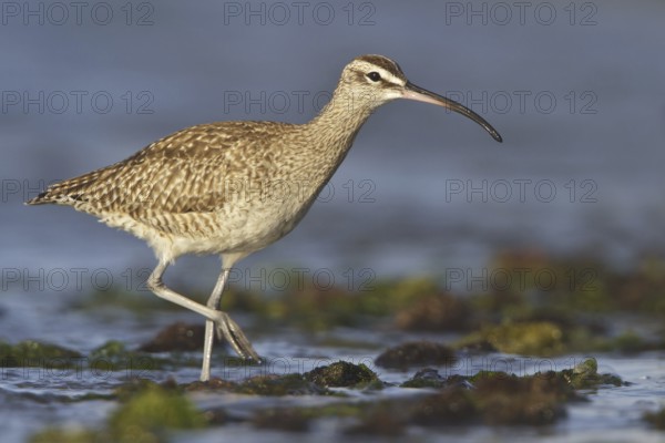 Whimbrel (Numenius phaeopus), Isla de Ballestas National Park, Peru