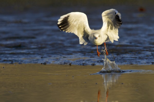 Black-headed Gull (Chroicocephalus ridibundus) flying, Madrid, Spain