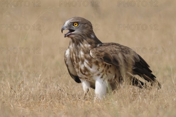 Short-toed Snake Eagle (Circaetus gallicus), India