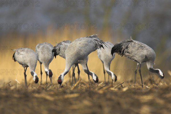 Common Crane (Grus grus), Mecklenburg-Western Pomerania, Germany
