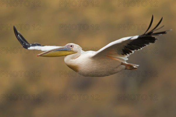 Great White Pelican (Pelecanus onocrotalus) flying, Masai Mara, Kenya