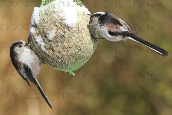 Long-tailed Tit (Aegithalos caudatus), Lower Saxony, Germany