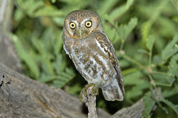 Elf Owl Micrathene whitneyi Tucson, ARIZONA, United States 17 May Adult Strigidae