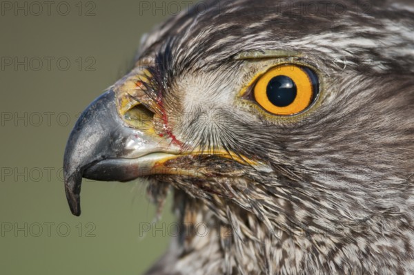 Northern Goshawk (Accipiter gentilis), Lower Saxony, Germany
