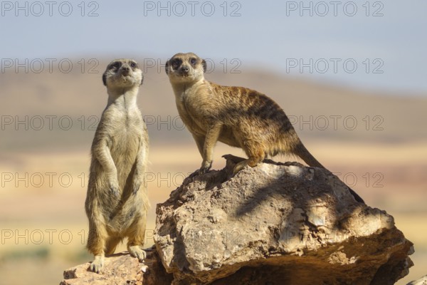 Meerkat (Suricata suricatta) two stand watch on rock, Castile-La Mancha, Spain