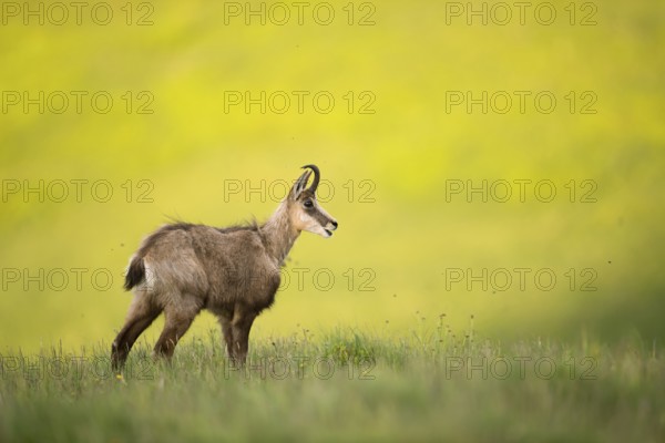 Chamois (Rupicapra rupicapra) adult standing in alpine meadow, France