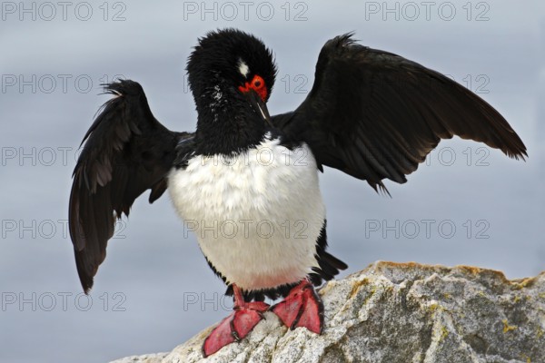 Rock Shag, Phalacrocorax magellanicus. Black and white cormorant Rock Shag with red bill. Sea bird sitting on the stone. Cormorant with blue sea in the background. Sea bird from Falkland Islands
