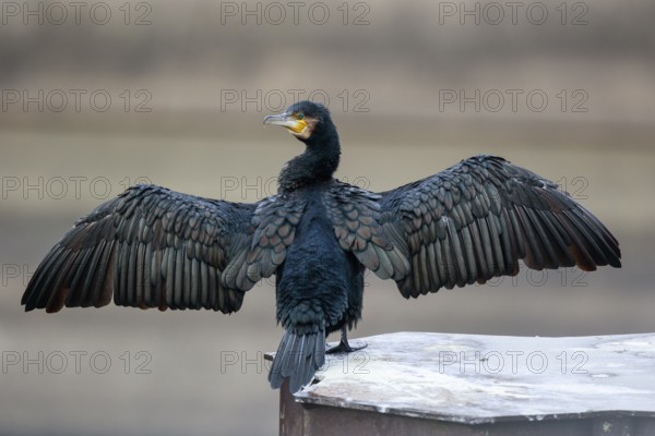 Great Cormorant (Phalacrocorax carbo) drying its wings, North Rhine-Westphalia, Germany