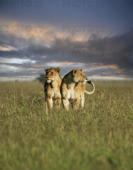 Löwe (Panthera leo) zwei Weibchen zusammen in Savanne im Sonnenuntergang, Serengeti, Tansania | African Lion (Panthera leo) two females huddling together in savanna during sunset, Serengeti National Park; Tanzania