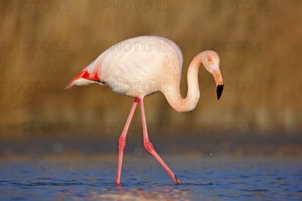 Beautiful pink bird in the water. Greater Flamingo, Phoenicopterus ruber, Nice pink big bird, head in the water, animal in the nature habitat, Camargue, France. Wildlife scene from wild nature