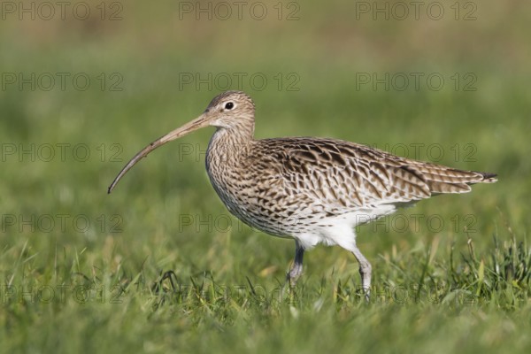 Eurasian Curlew (Numenius arquata), Thurgovia, Switzerland