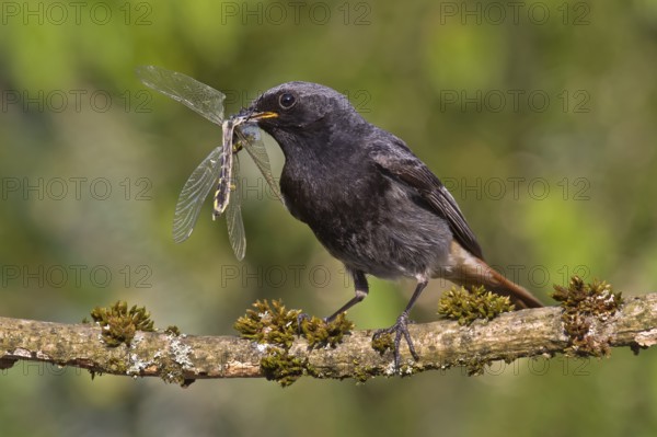 Black Redstart (Phoenicurus ochruros) male with dragonfly prey in beak to feed chicks, Bavaria, Germany